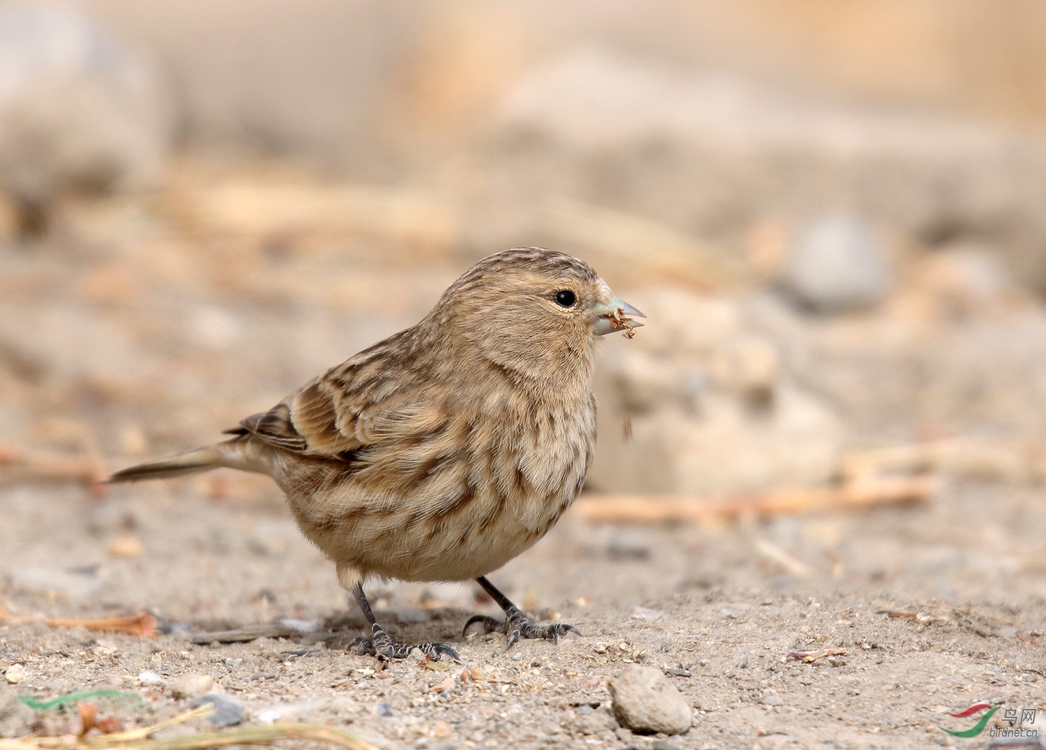 一组黄嘴朱顶雀