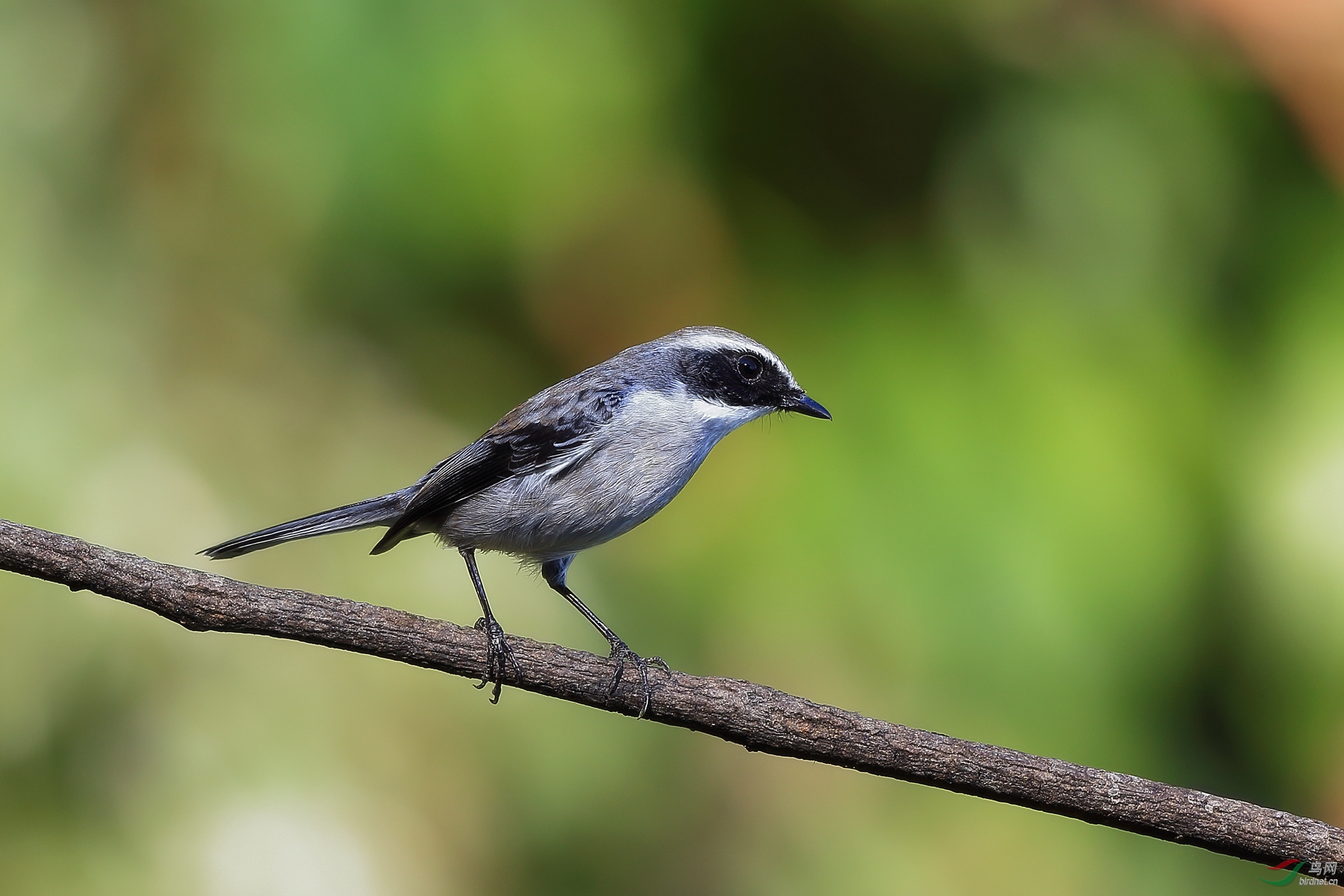 相望雌雄灰林鵖