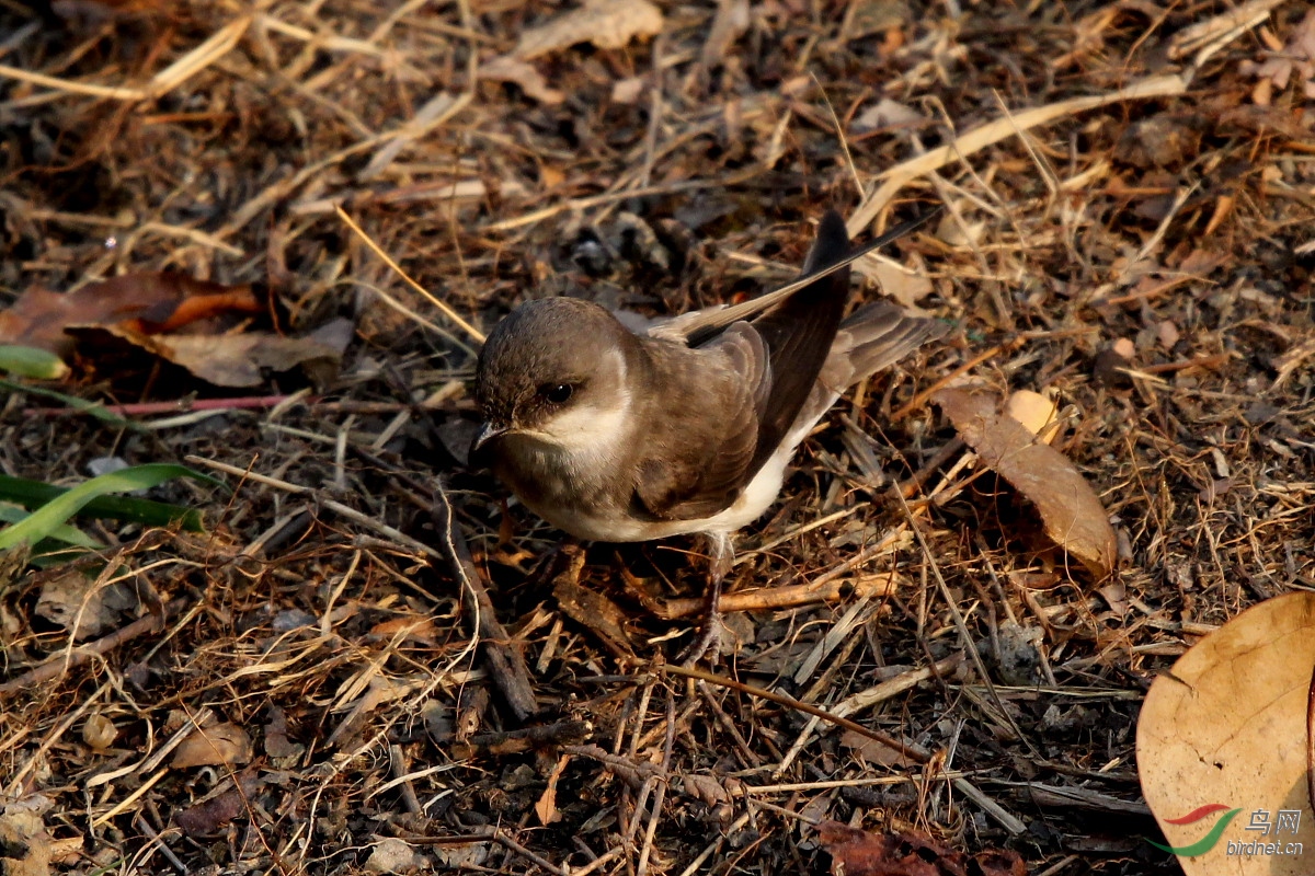 100d  640mm  7��