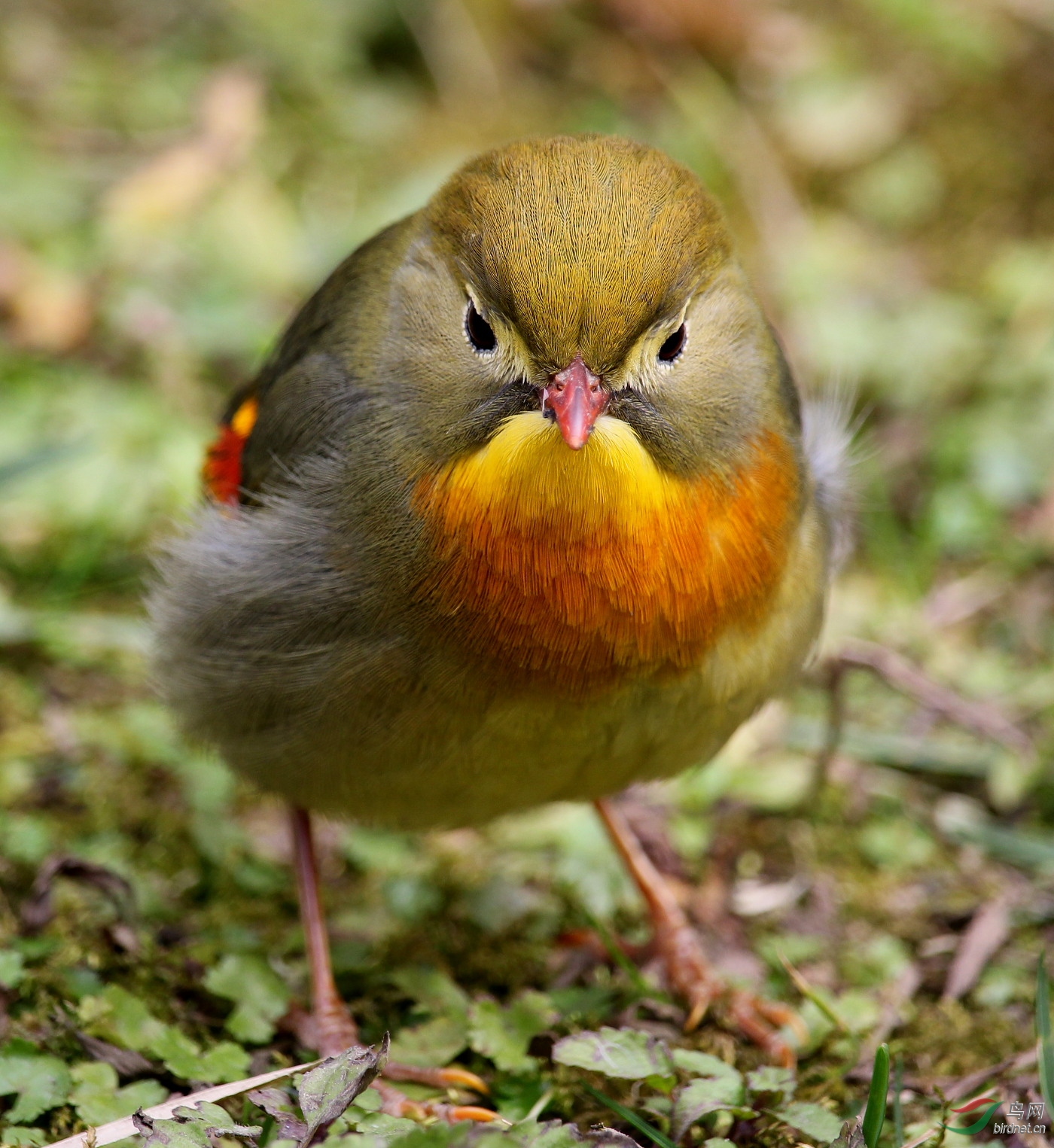 我用尼康p900s拍鸟的一点感受