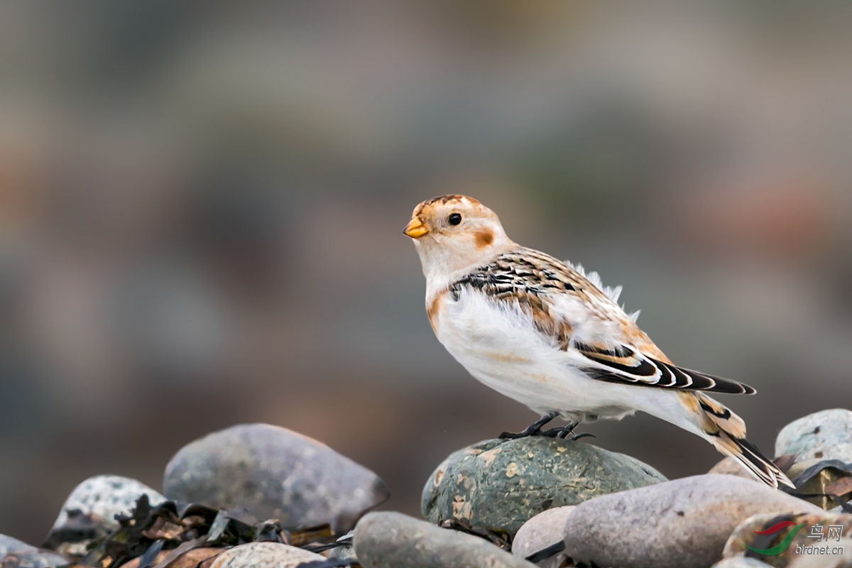 初六给各位老师拜年,祝狗年六六大顺!