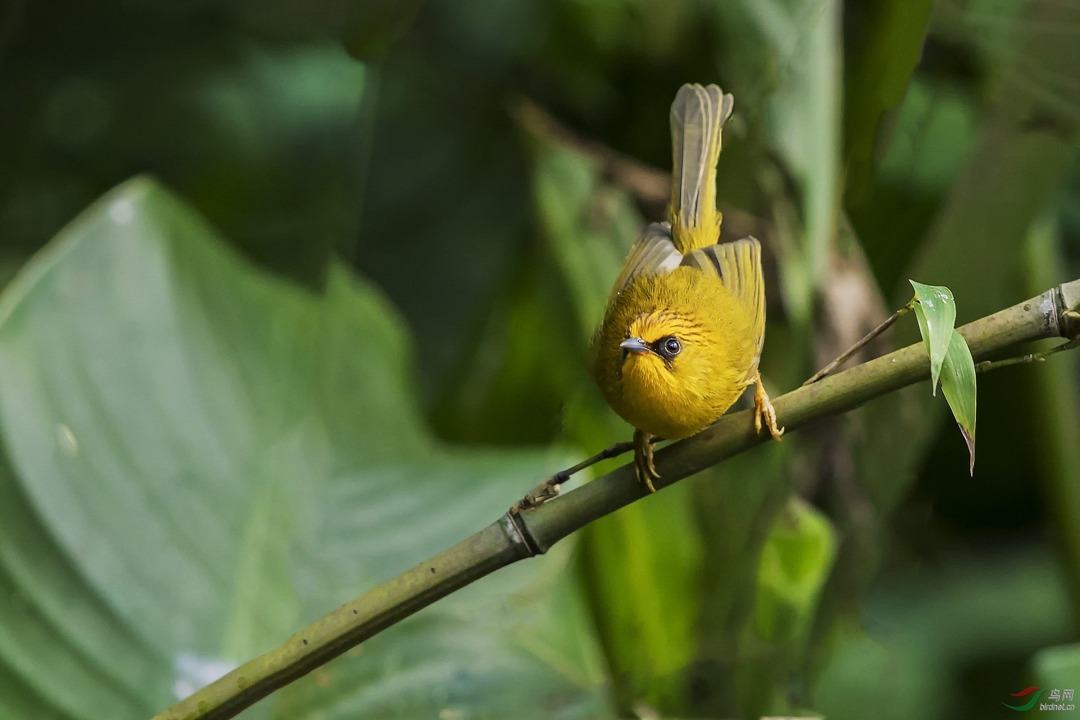 金头穗鹛云南观鸟记79