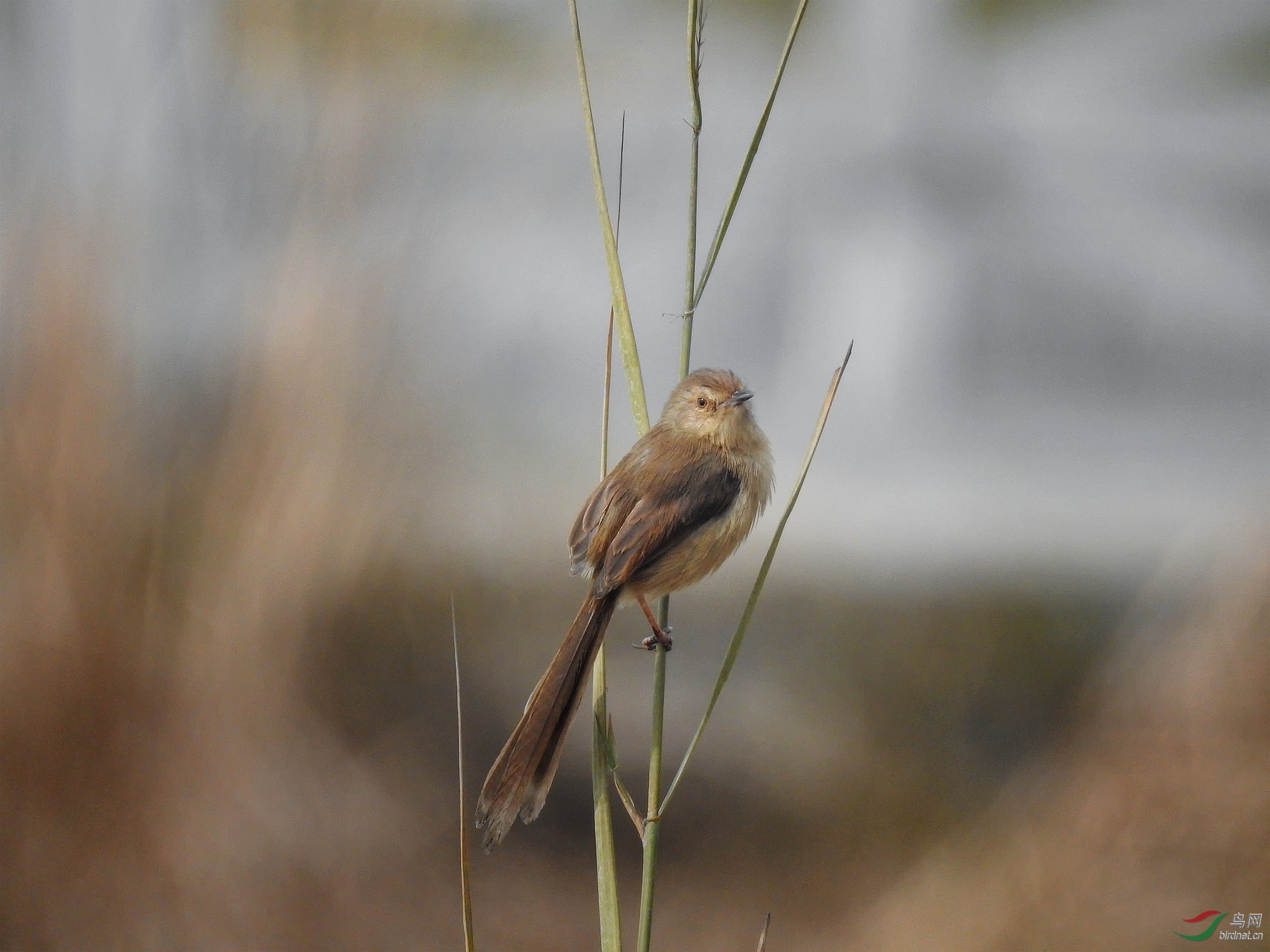 ��ɫɽ��ݺ12��