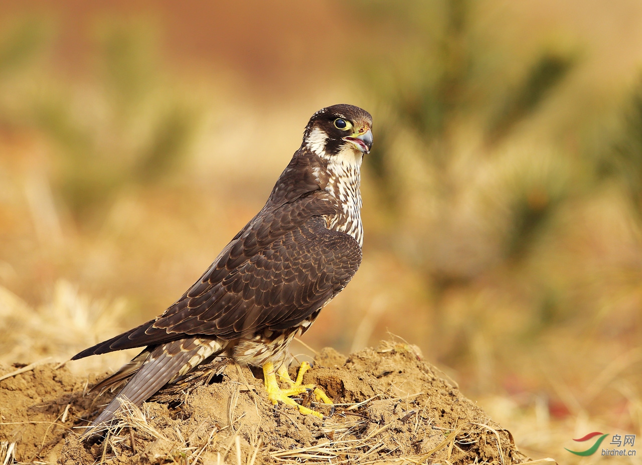 立此存照——游隼