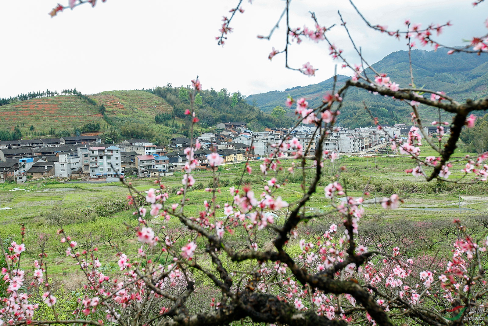 福建建瓯南雅小康村桃花林随拍