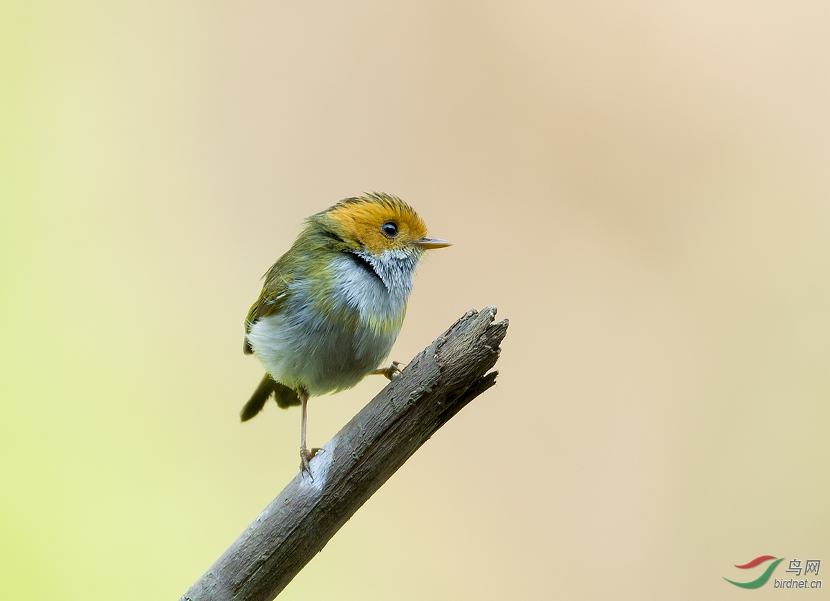 同一只鸟的两个站姿——棕脸鹟莺