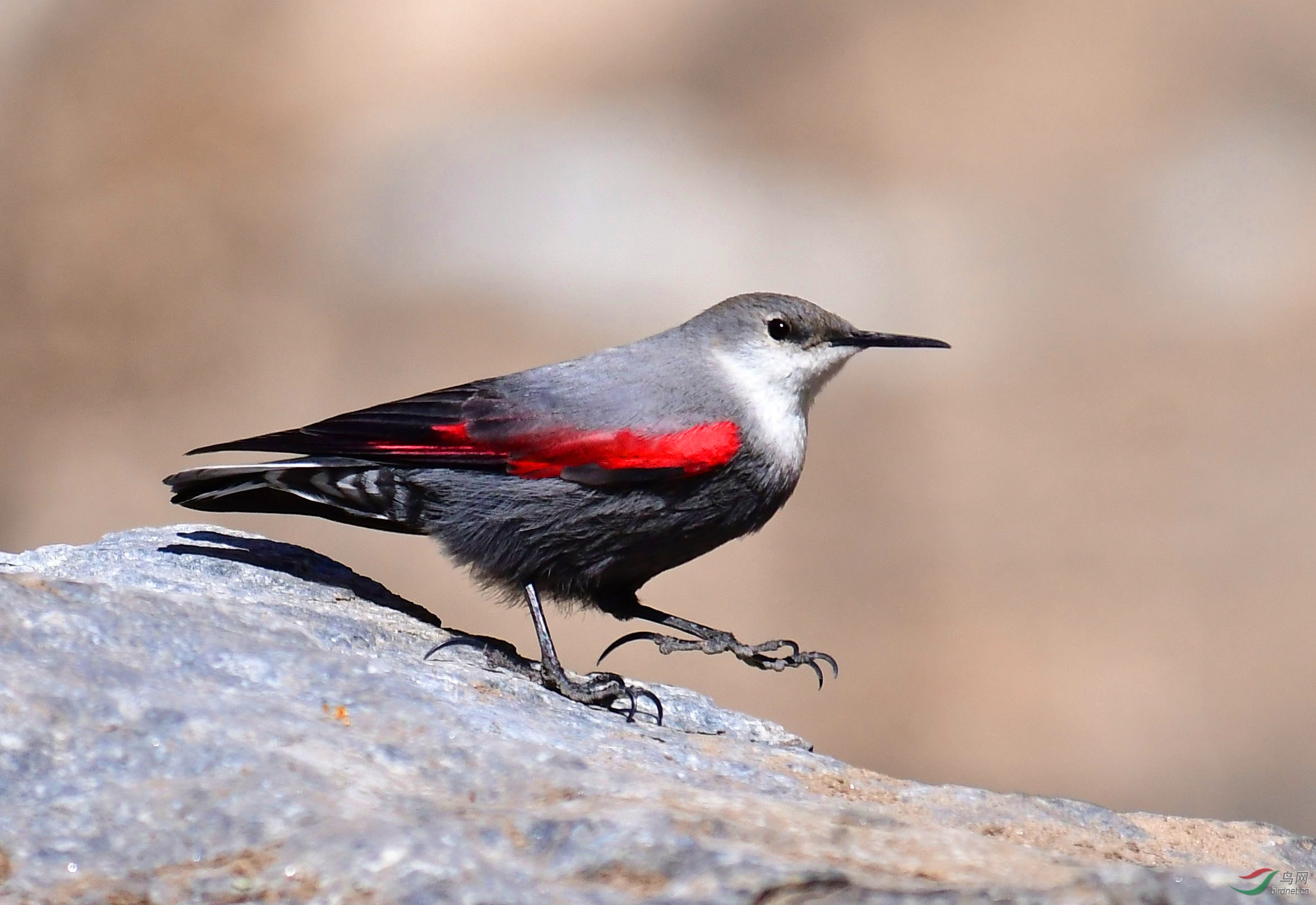 红翅旋壁雀