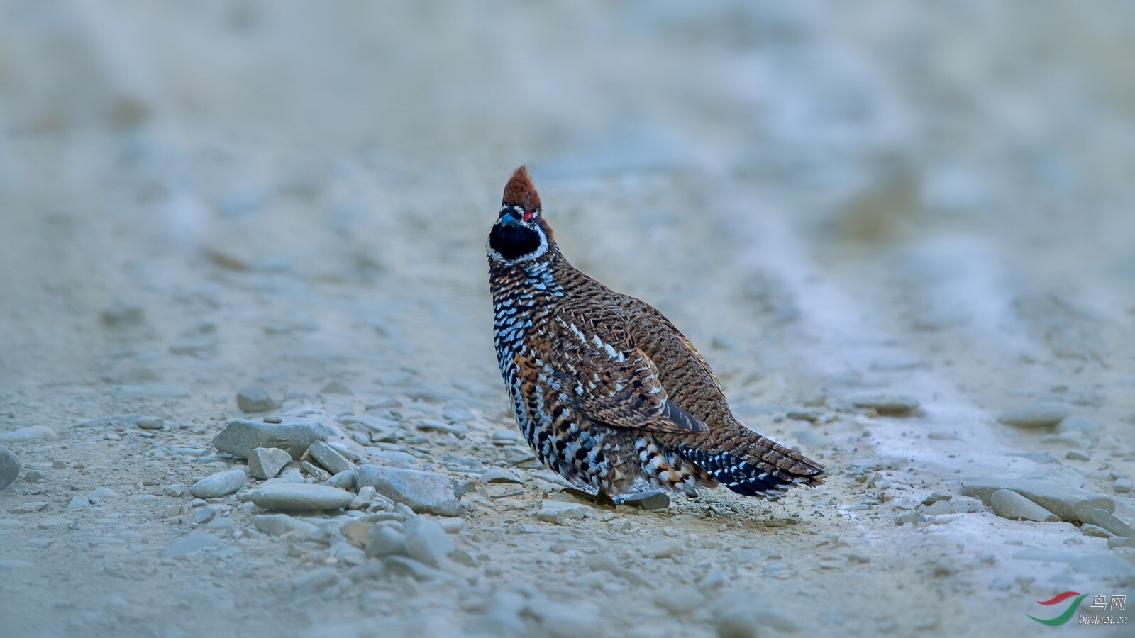 斑尾榛鸡—-飞龙在地