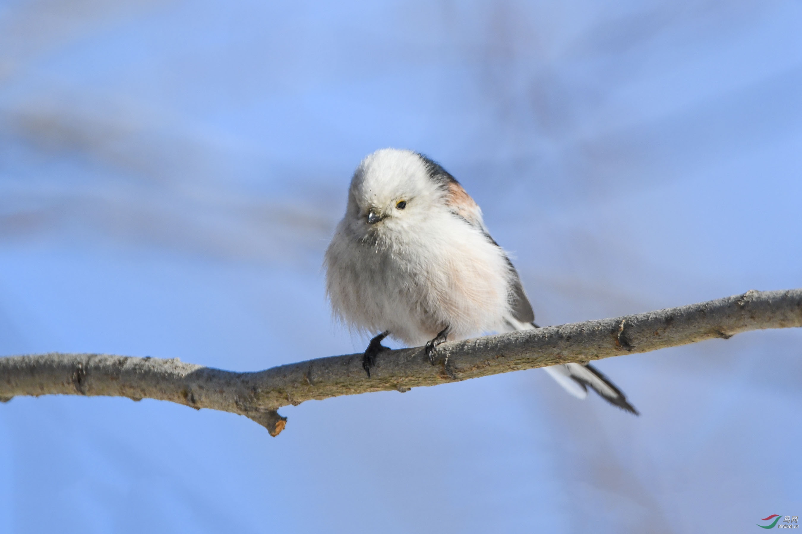 萌鸟迎春银喉长尾山雀
