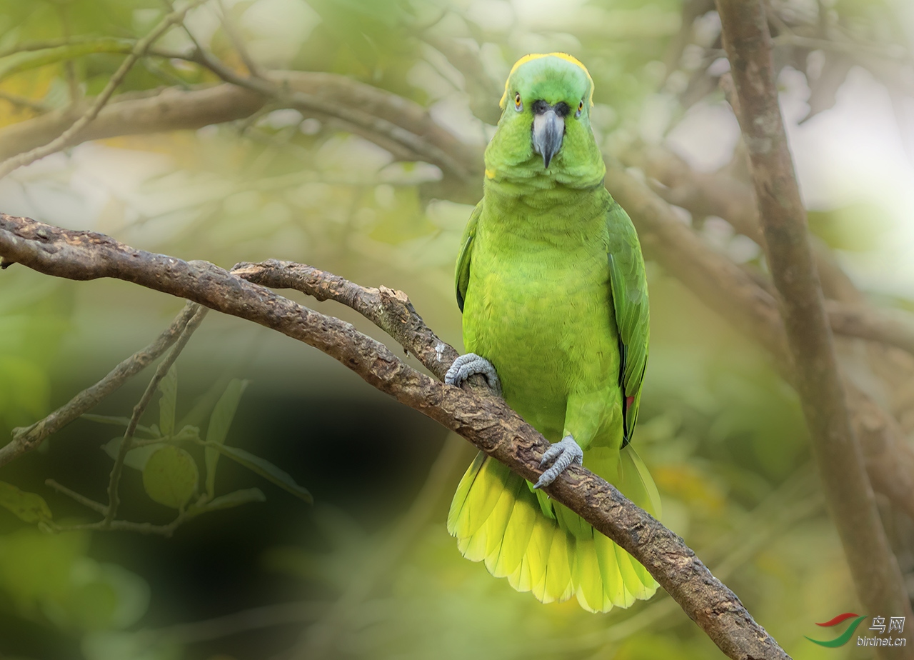 黄颈亚马逊鹦鹉