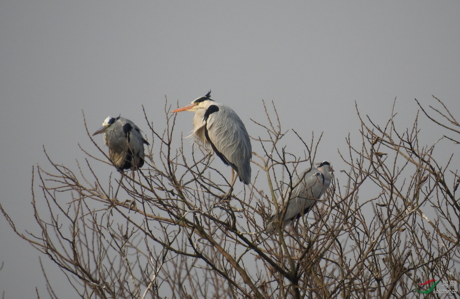 我用尼康p900s拍鸟的一点感受