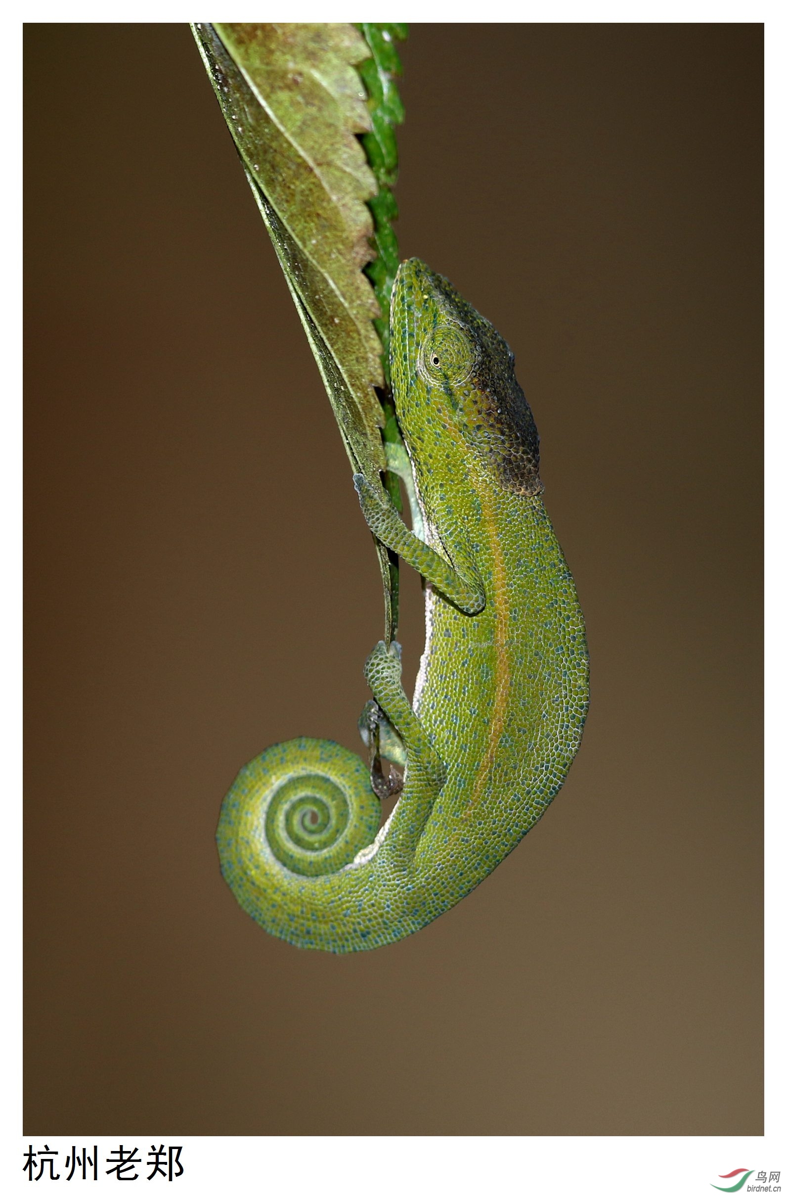 马达加斯加变色龙