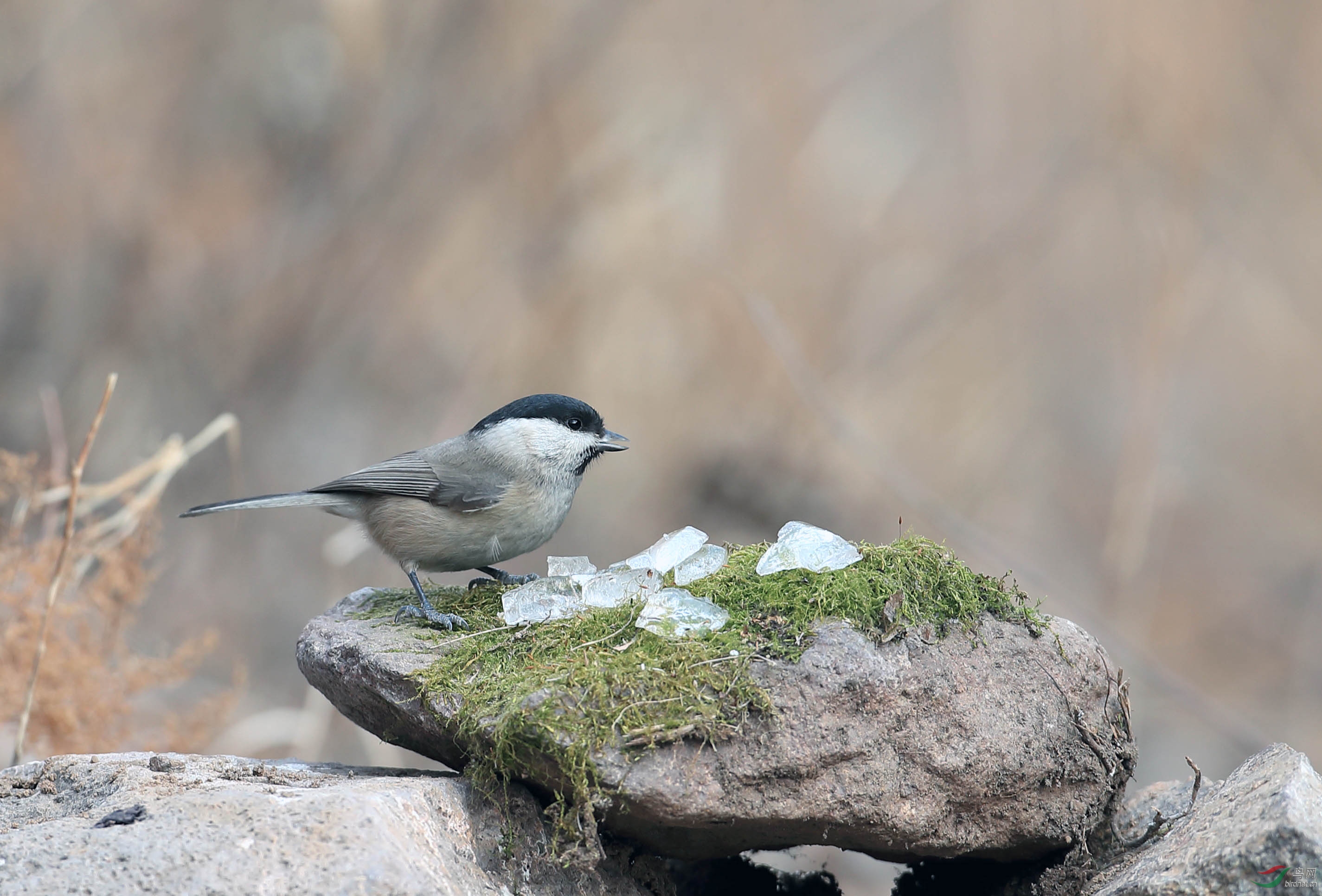 过年老家拍鸟之沼泽山雀吃冰块