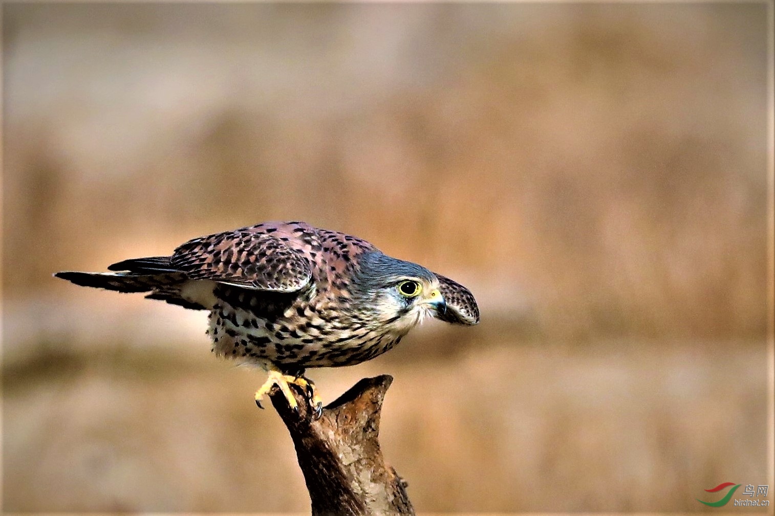 林鸟小猛禽红隼