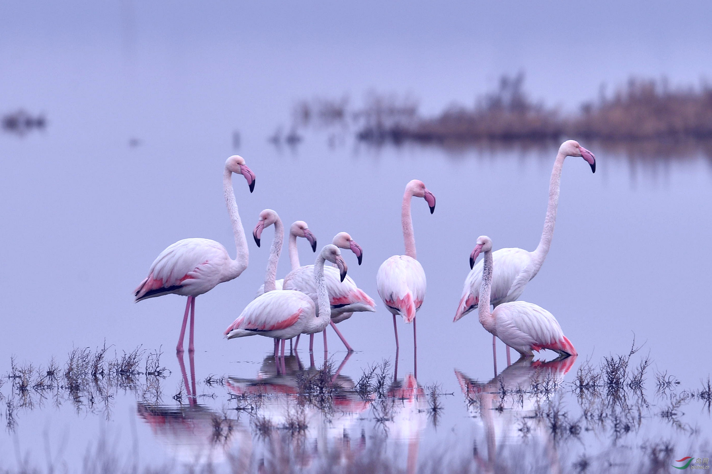(大红鹳)运城火烈鸟全家福(祝贺首页精华)