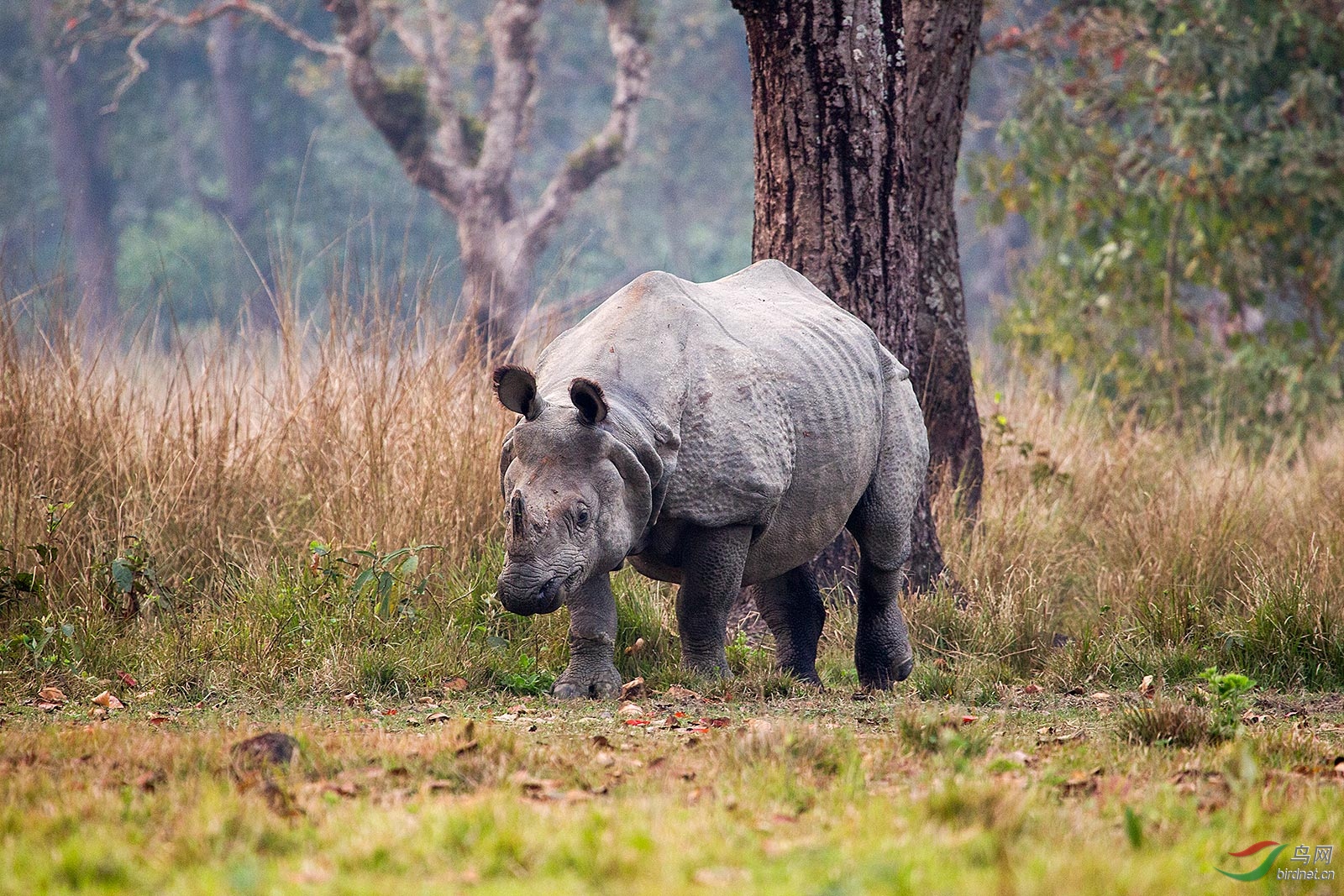尼泊尔—— 独角犀牛-祝贺首页精华!