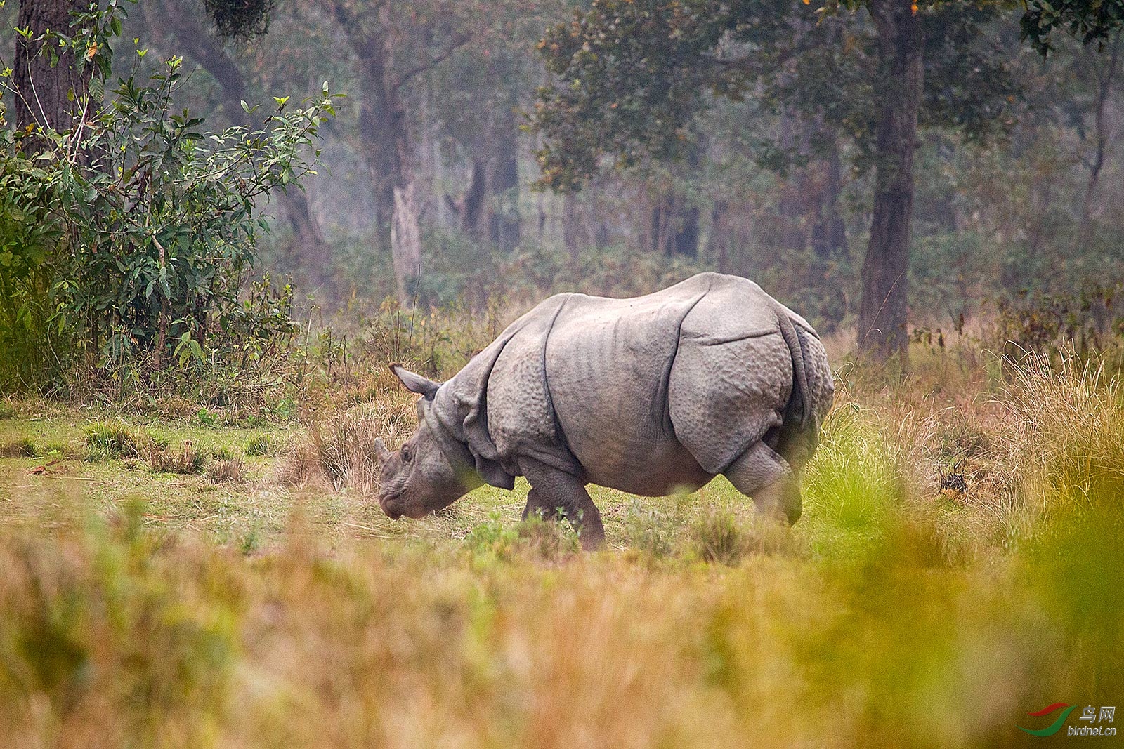 尼泊尔—— 独角犀牛-祝贺首页精华!