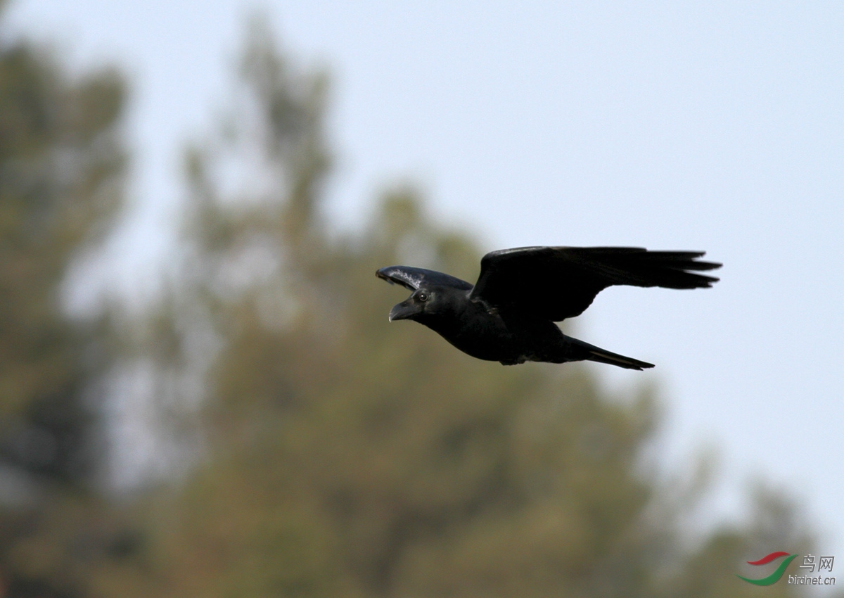 飞版大嘴乌鸦