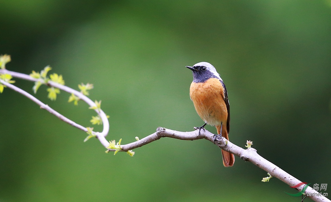 春天到了鸟儿欢了