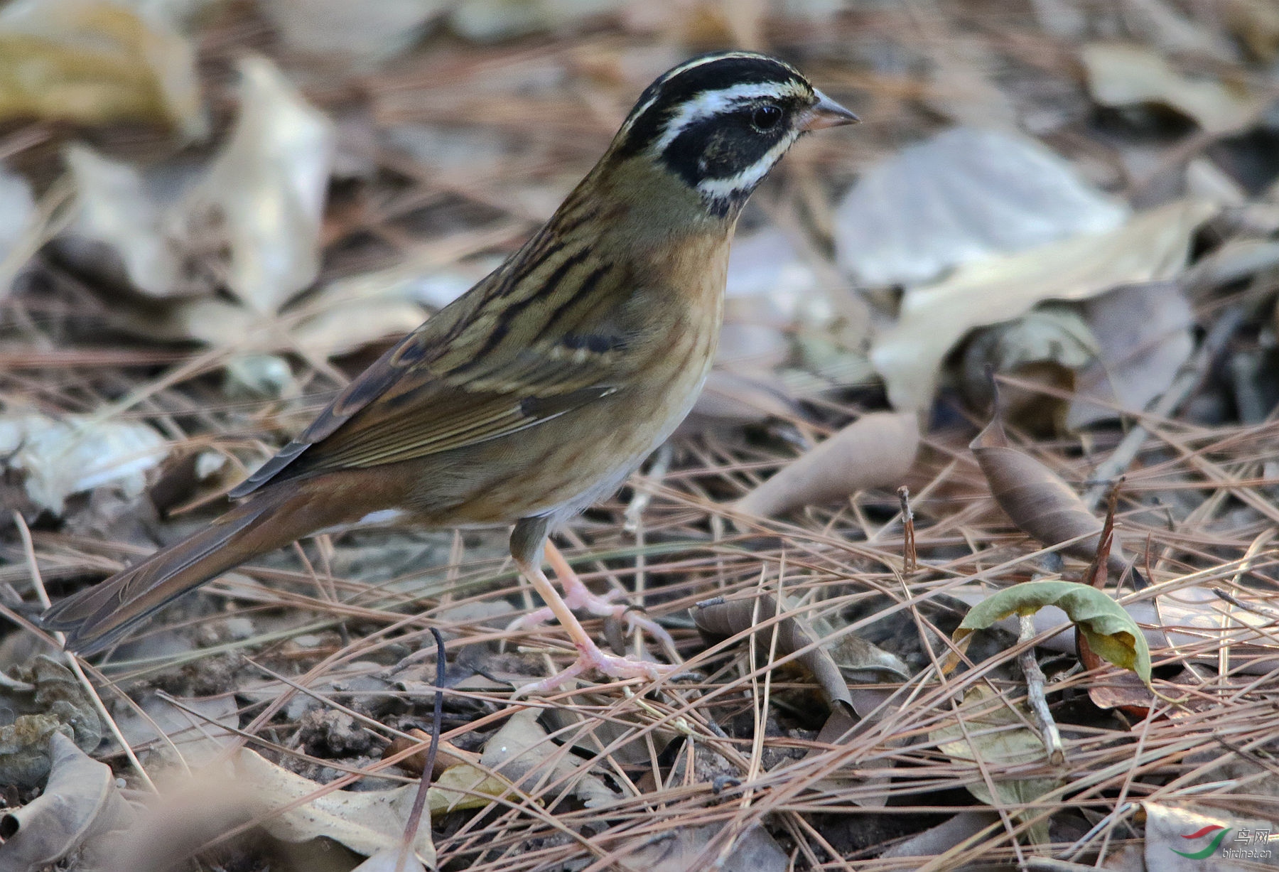 求教鸟名:这是三道眉草鹀吗? - 安徽版 anhui 鸟网