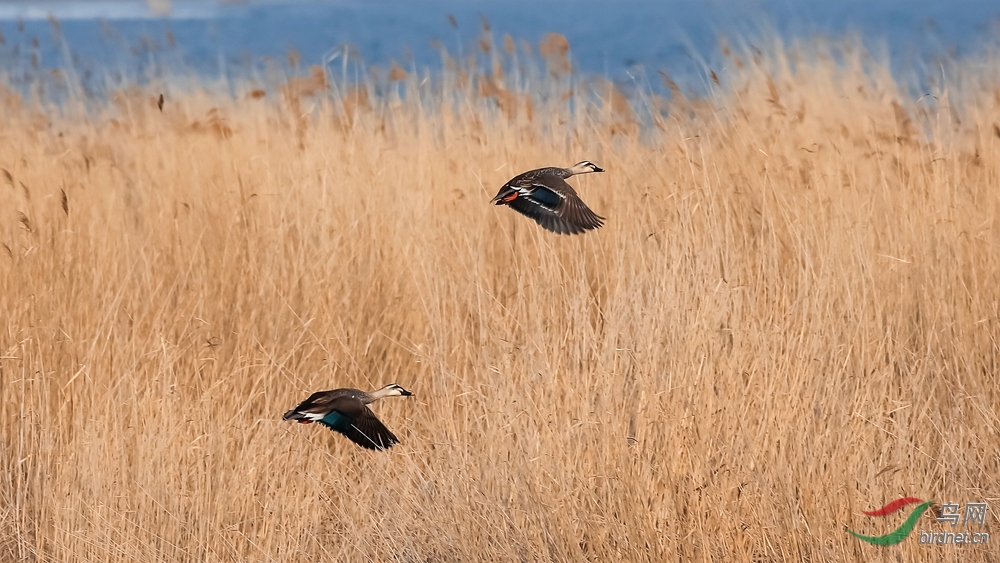 芦荡飞鸭