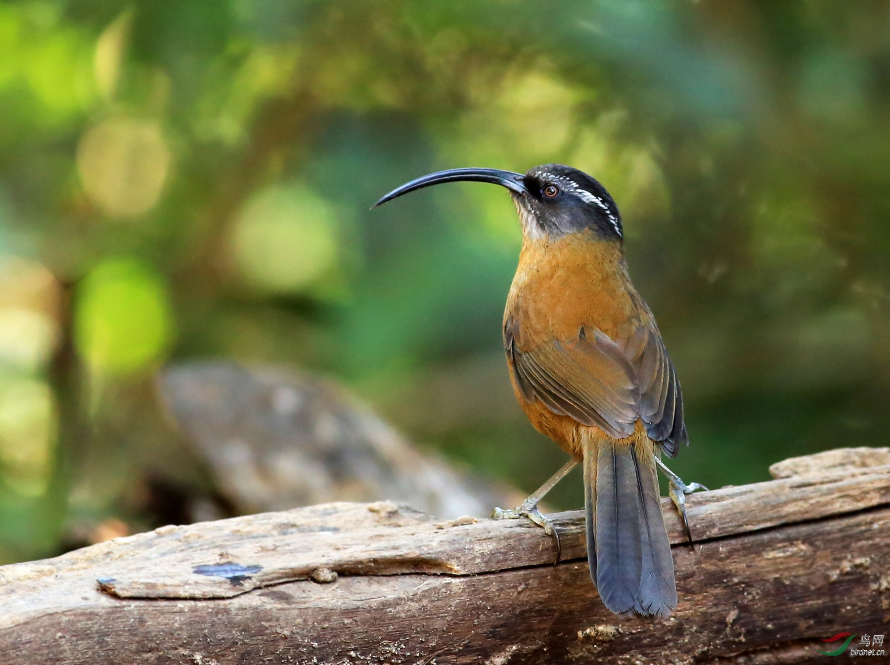 全球珍稀濒危罕见鸟种剑嘴鹛