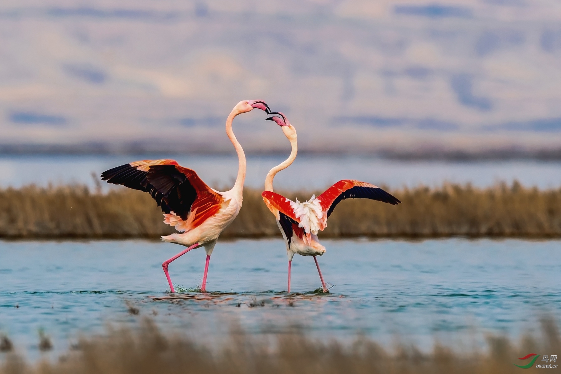 大红鹳翩翩起舞恭贺获得鸟类精华