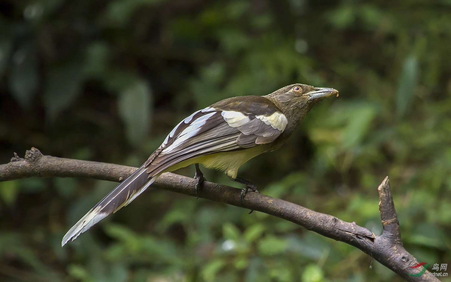 白翅蓝鹊祝贺浩然居士黄秋生老师荣任鸟网线路版版主