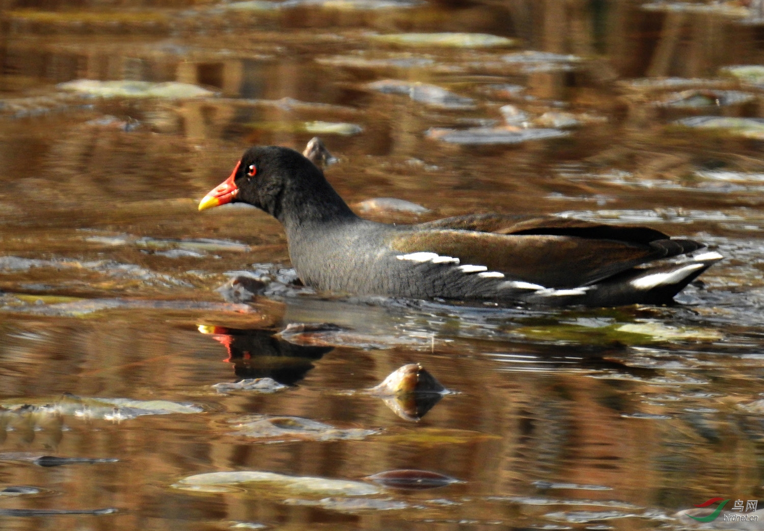 DSCN3604 ����.jpg