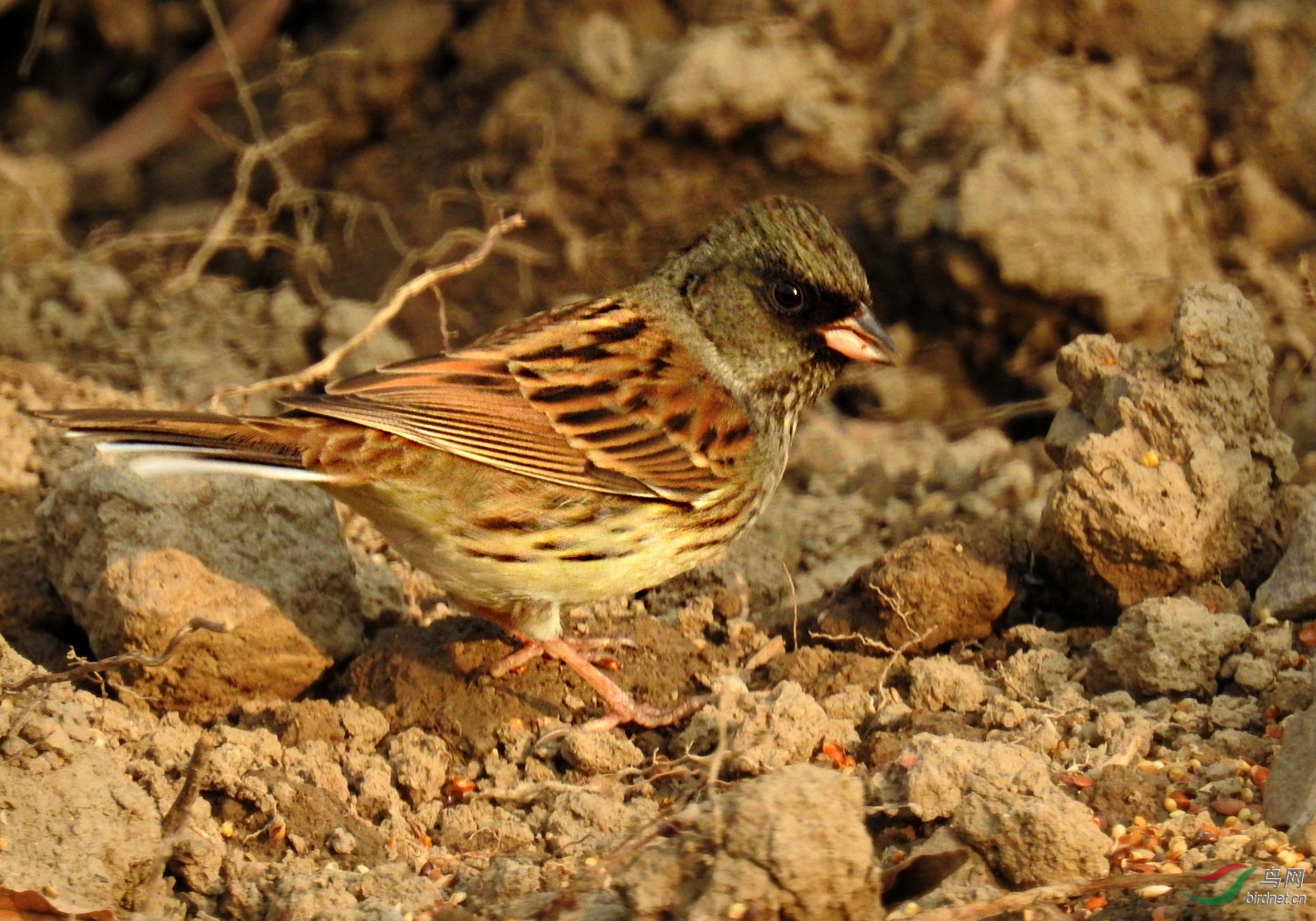 DSCN3655 ����.jpg