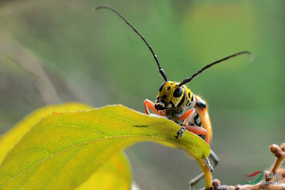 其它动物(56)——天牛