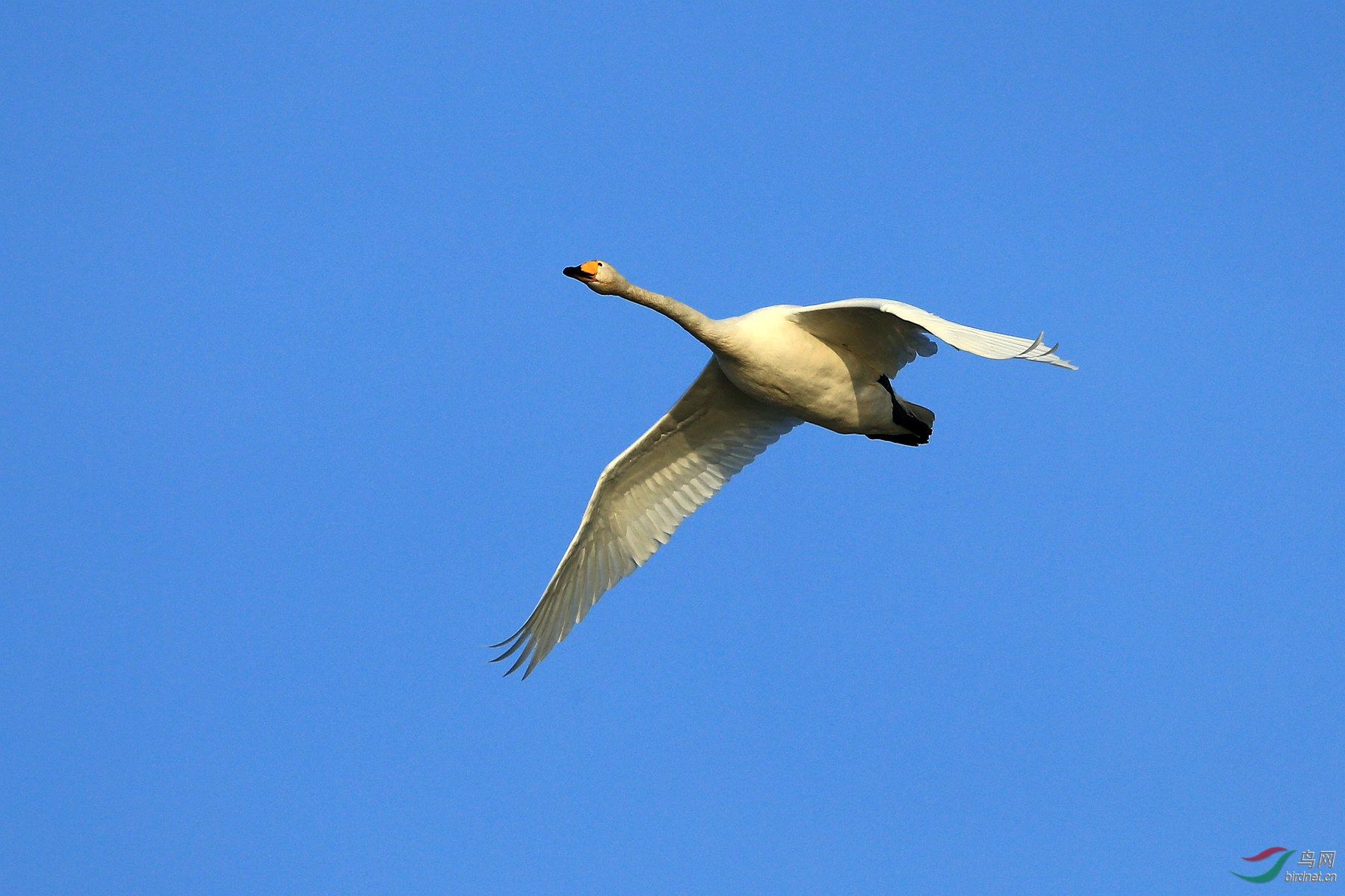 白天鹅在蓝天下飞翔