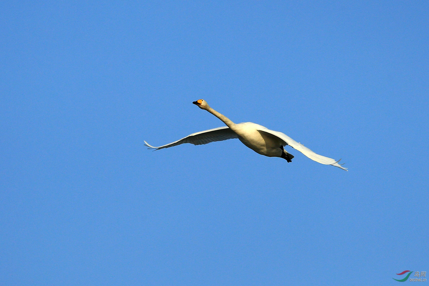 白天鹅在蓝天下飞翔