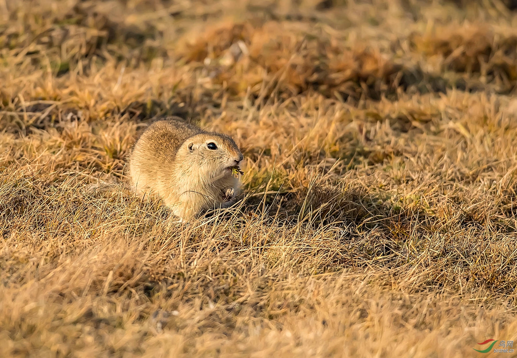内蒙古草原老鼠品种图片