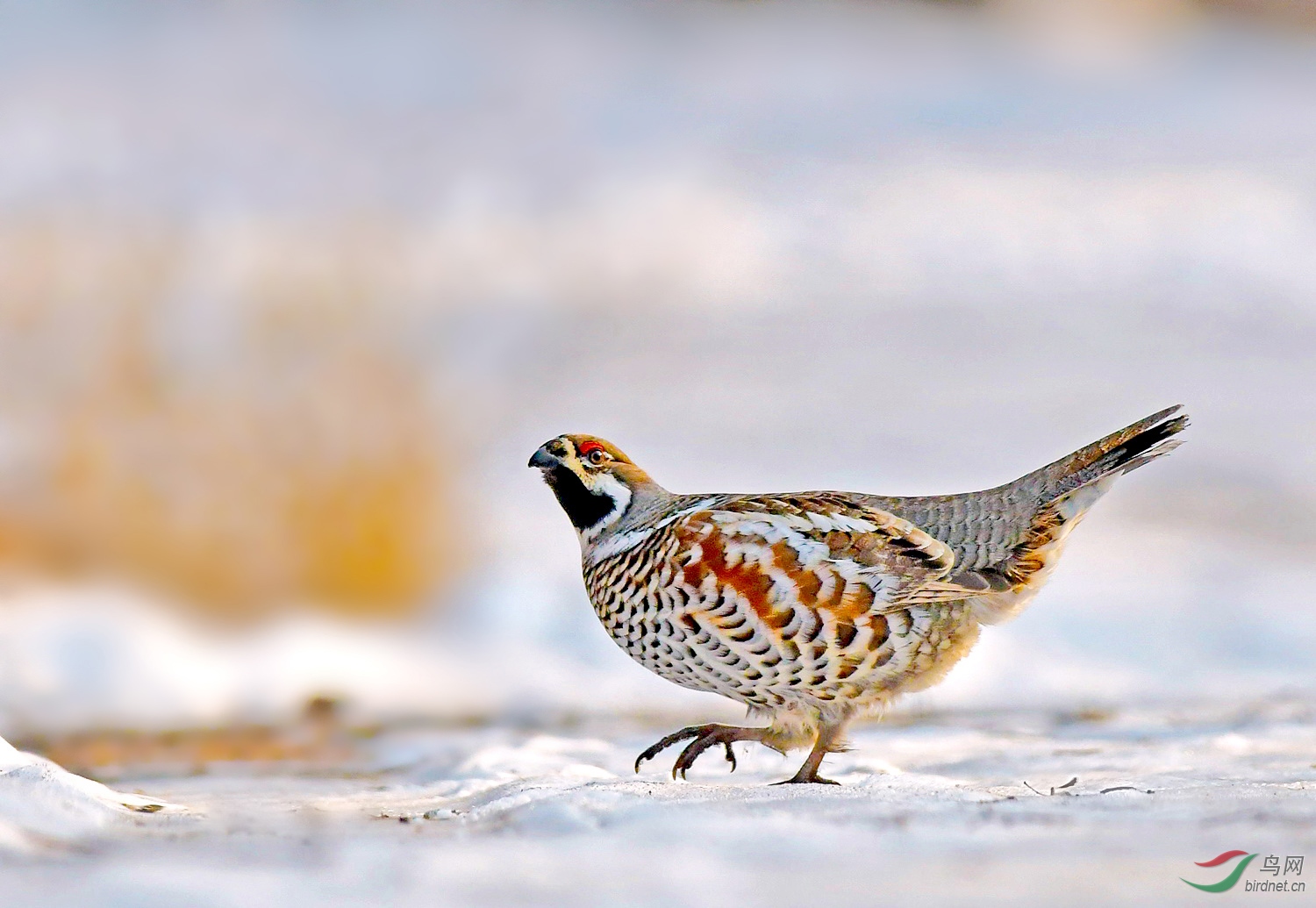 花尾榛鸡(贺获每日一图)