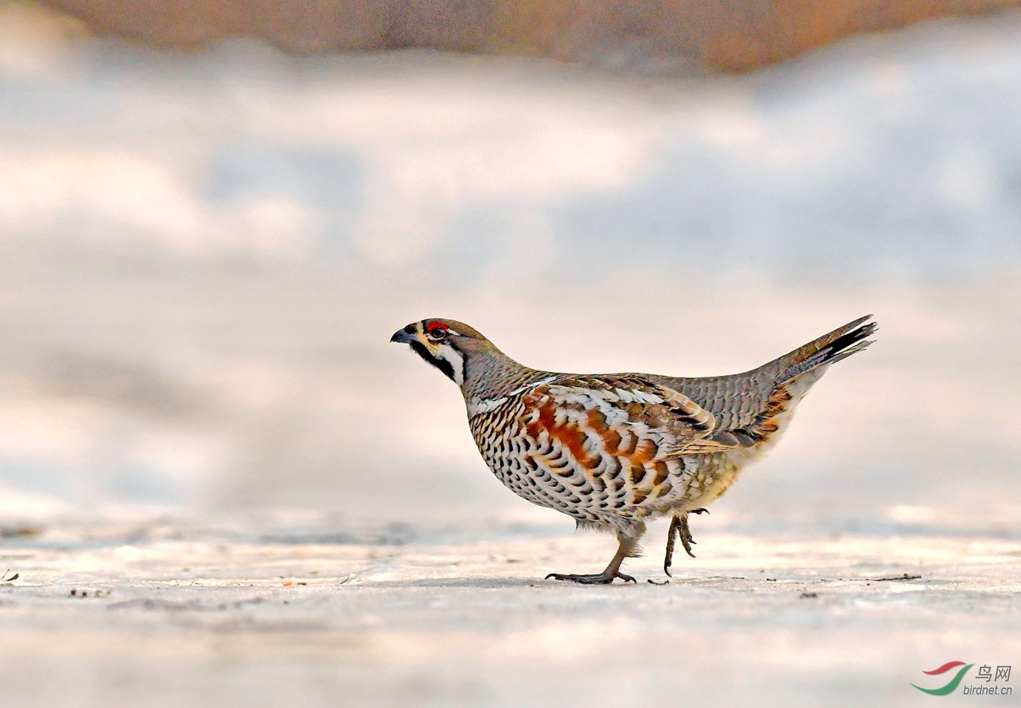 花尾榛鸡(贺获每日一图)