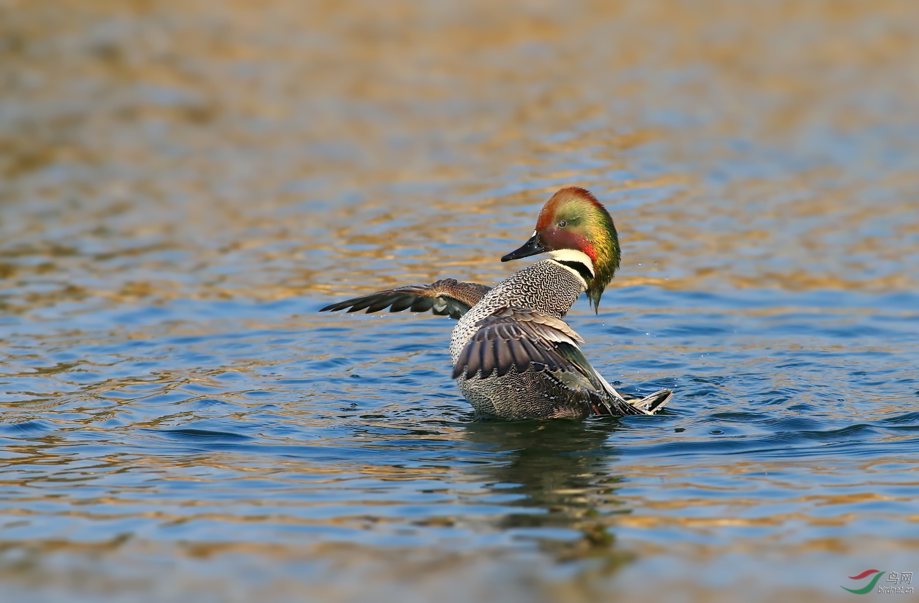 《欢腾的螺纹鸭》