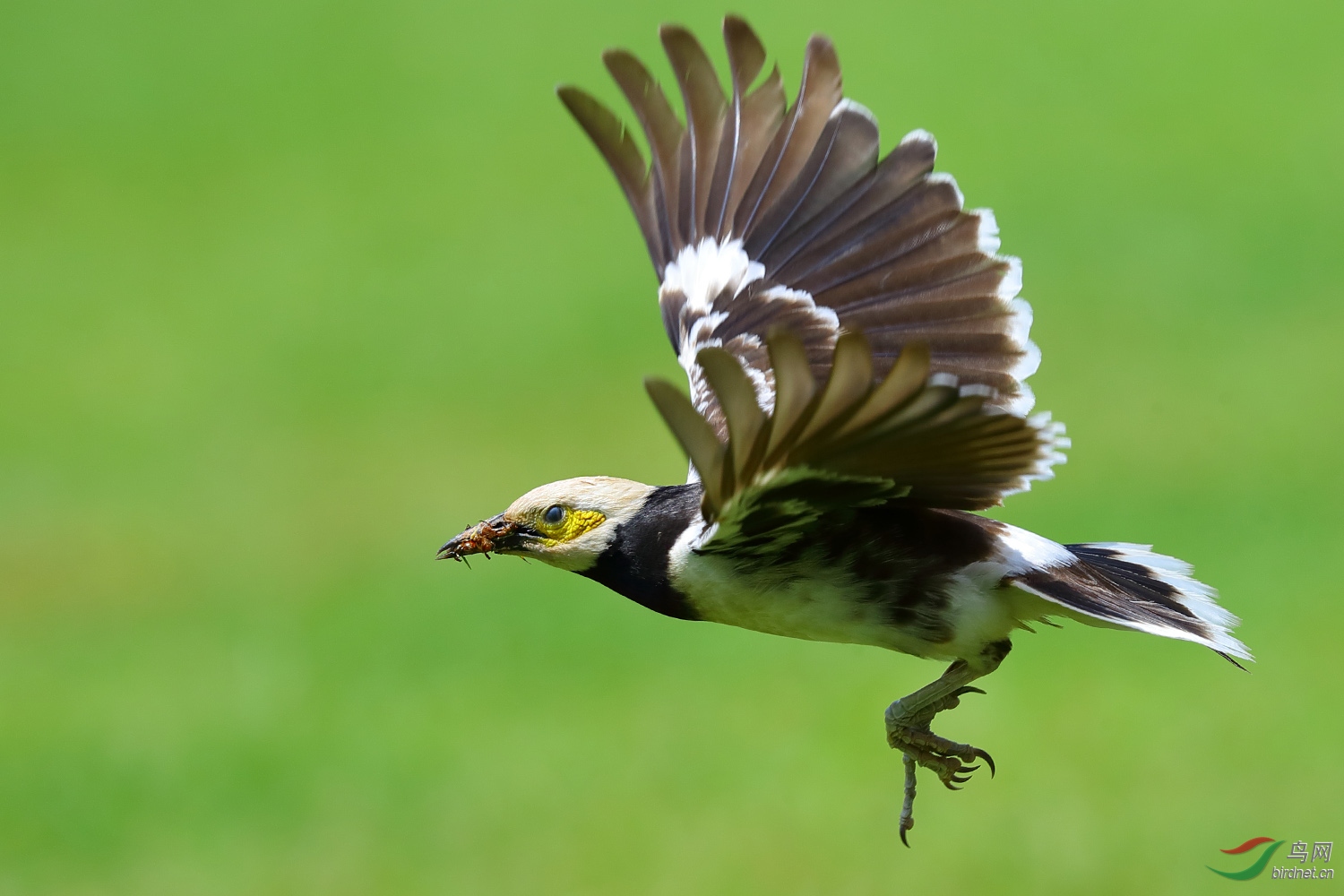 老少两代黑领椋鸟的飞行动作