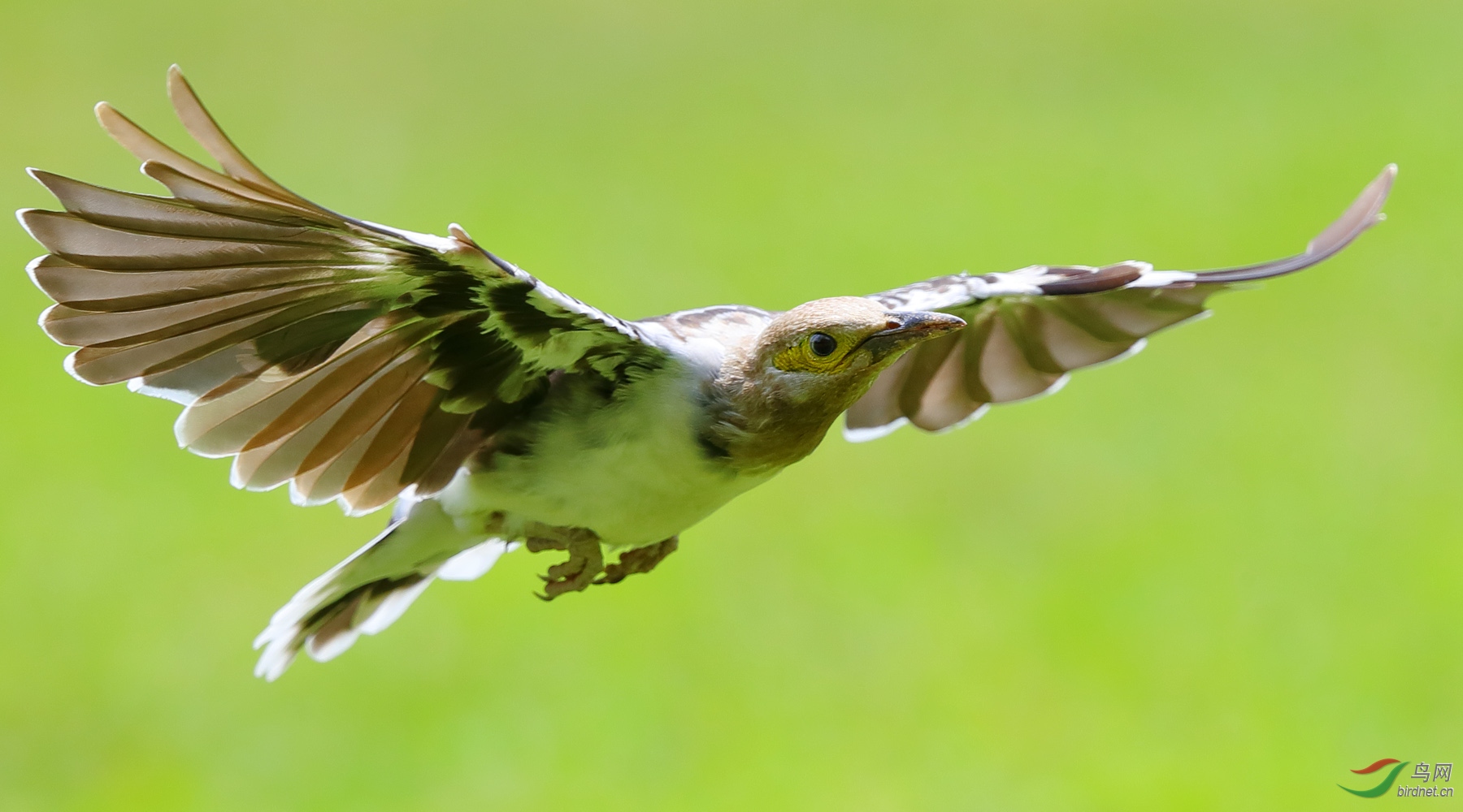 老少两代黑领椋鸟的飞行动作