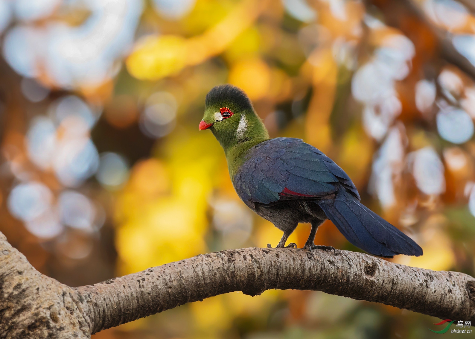 白颊蕉鹃白颊蕉鹃祝贺荣获每日精华