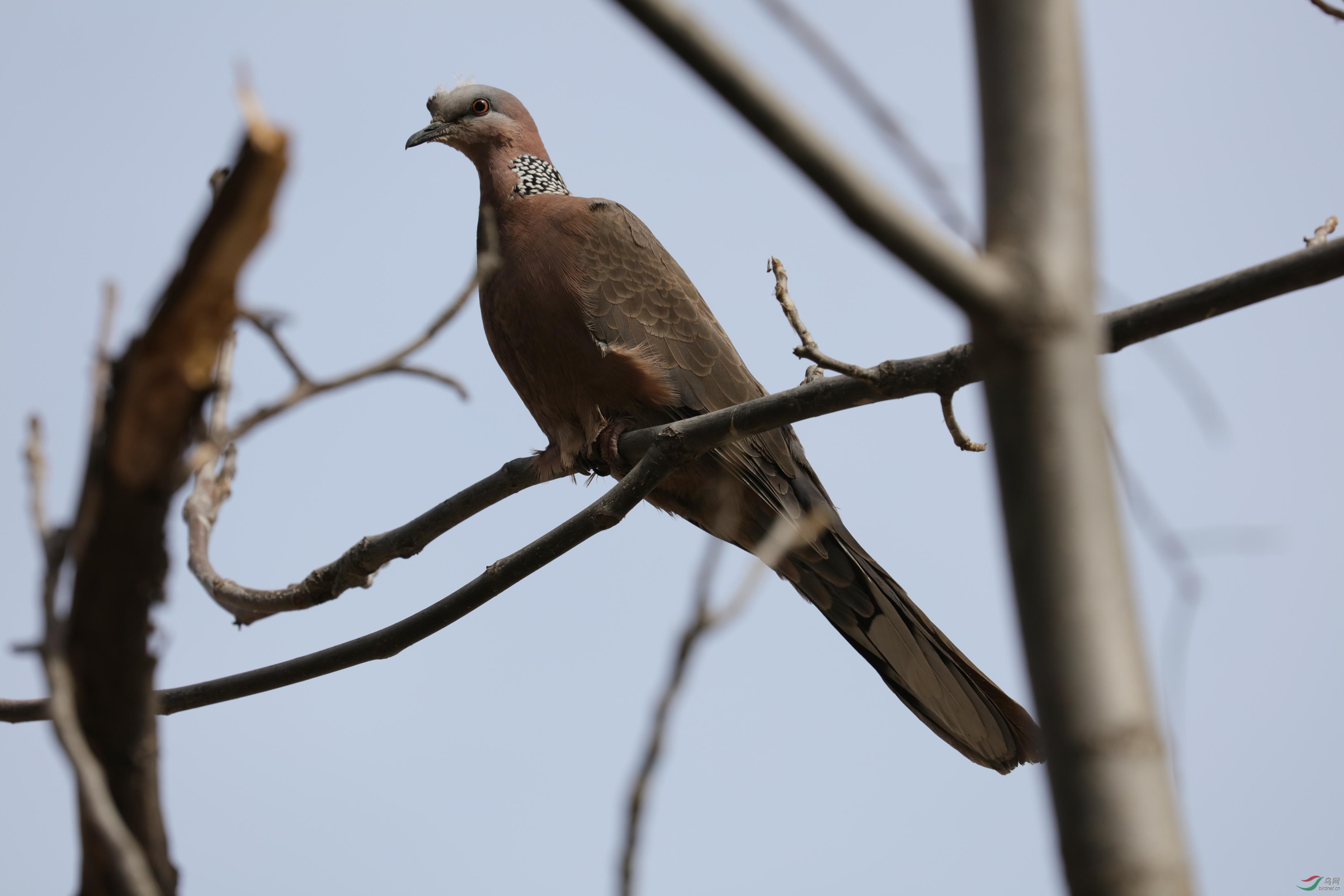 珠颈斑鸠头顶有白羽毛