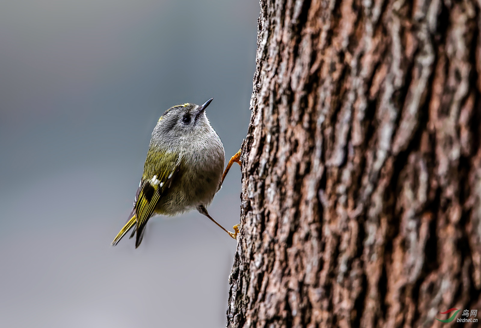 金冠戴菊首拍印象