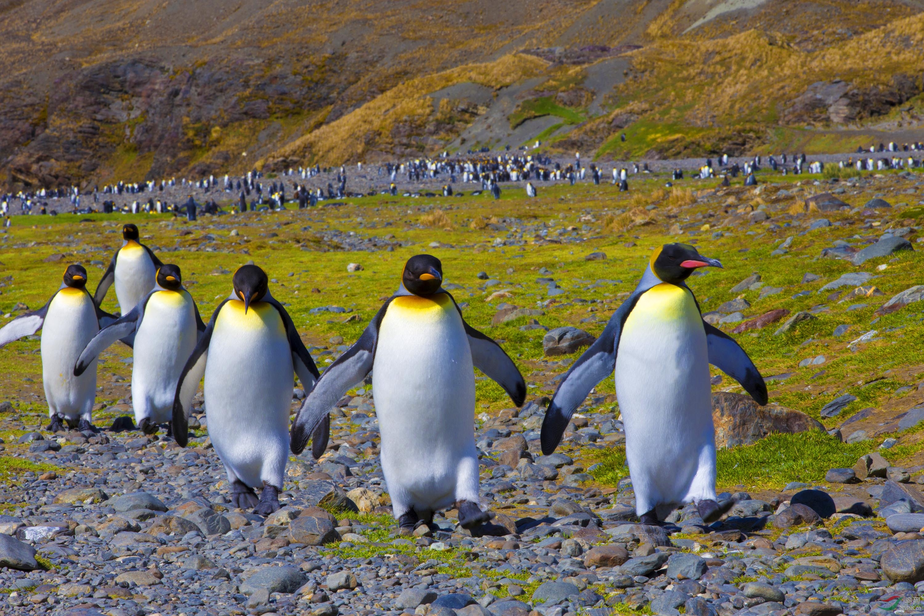 (王企鹅)王企鹅