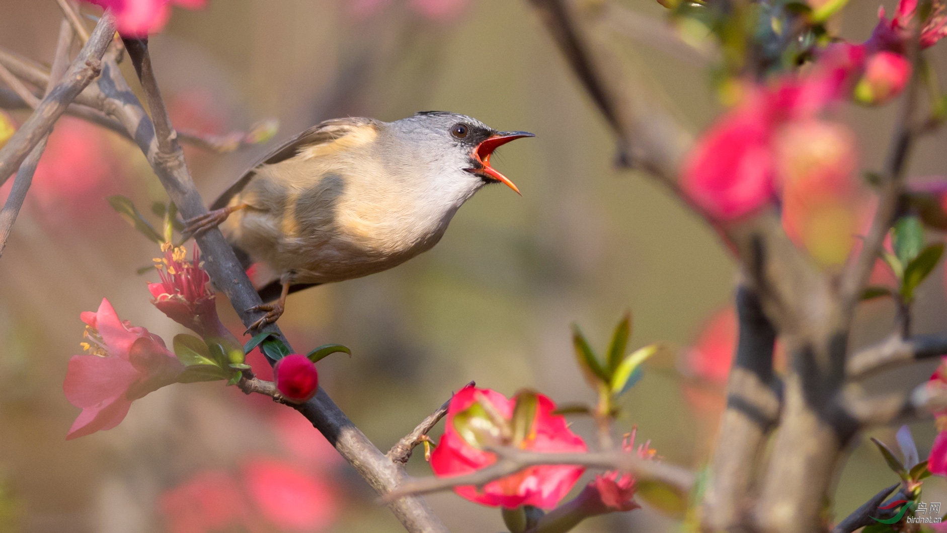 (黑颏凤鹛)黑额凤鹛闹海棠~祝贺荣获【鸟类首页精华】