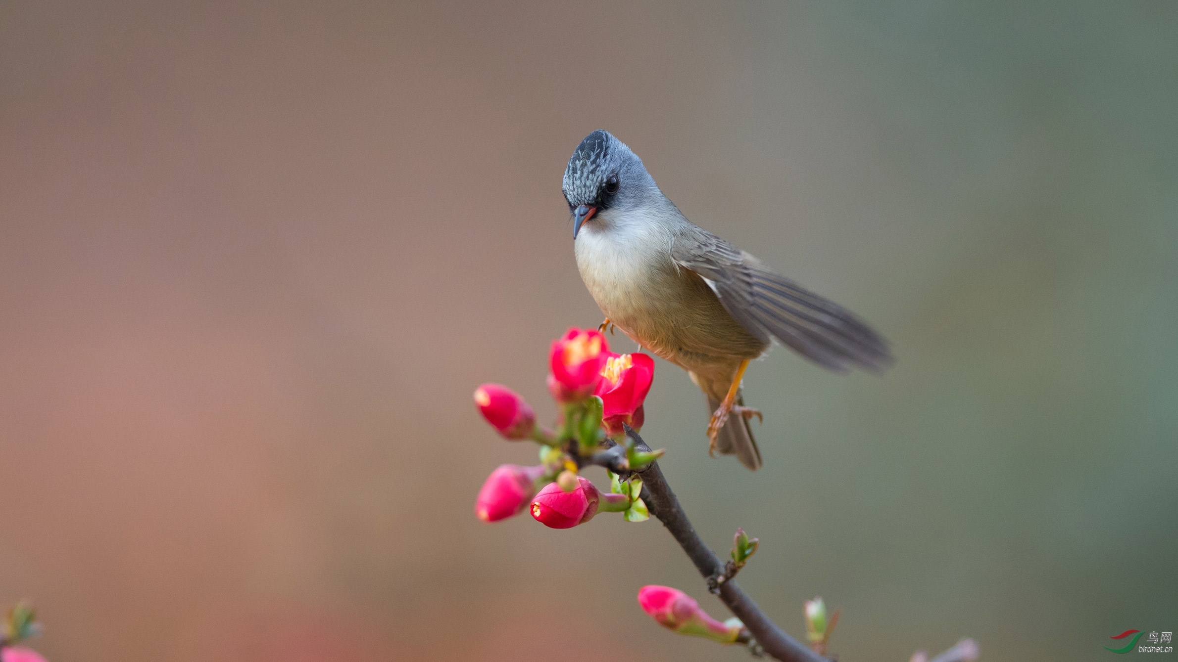 黑颏凤鹛黑额凤鹛闹海棠祝贺荣获鸟类首页精华