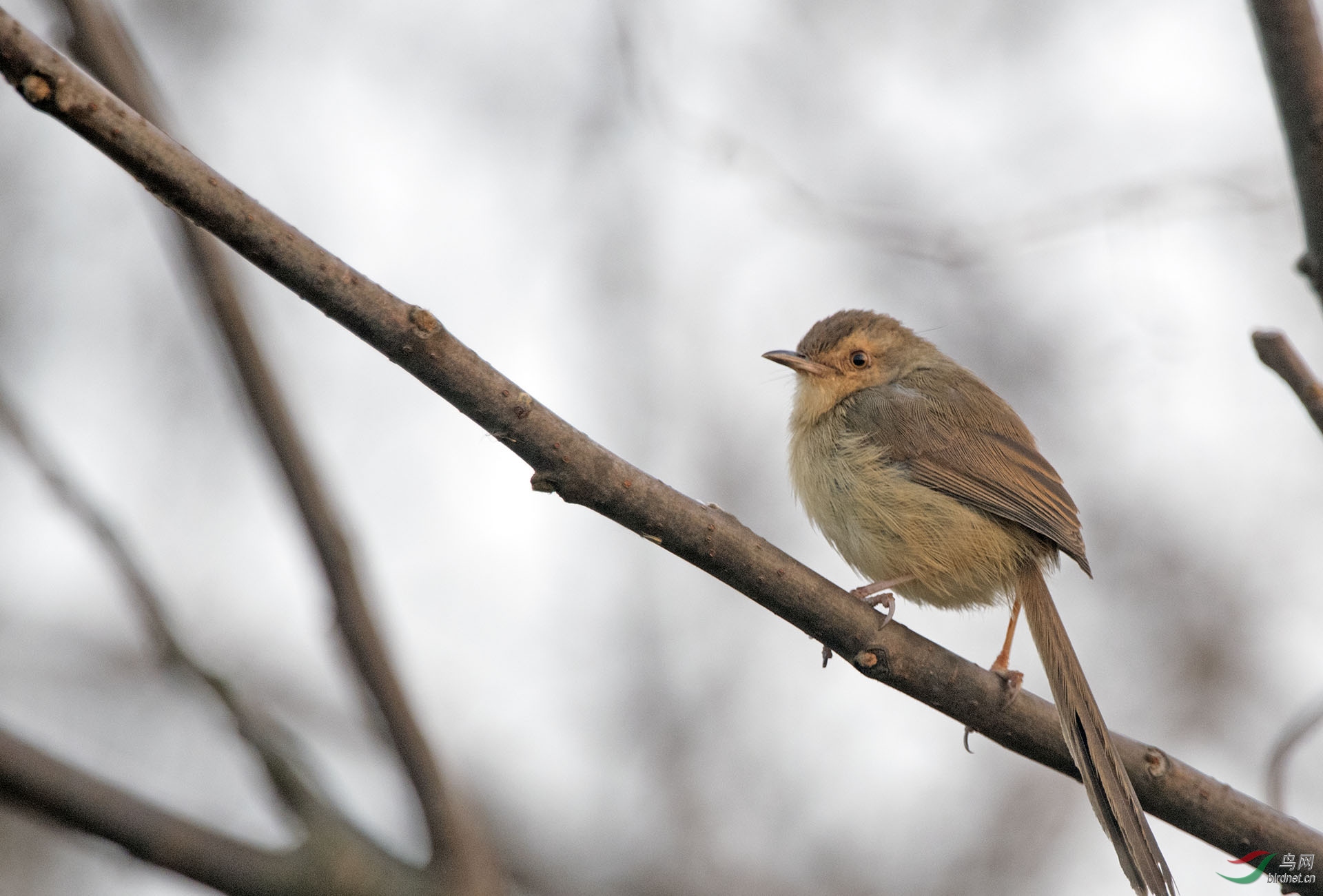 叫它芦苇丛中的长尾雀吧求教鸟名