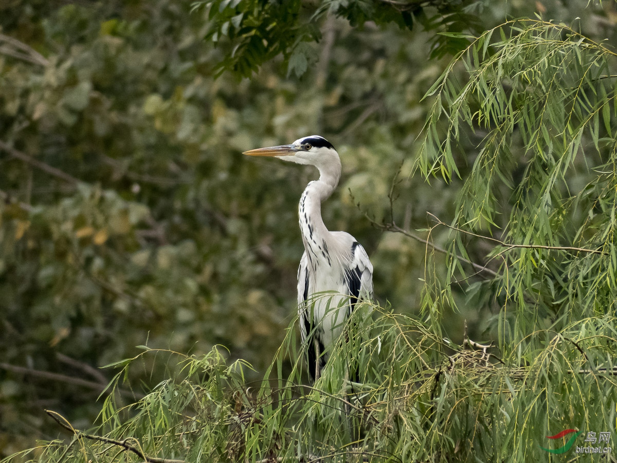 DSCF1030.jpg