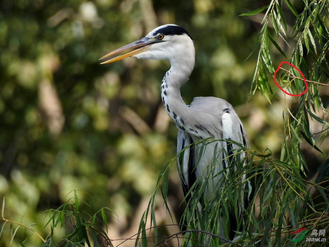 ע�������֦�뽹��Ư����ʦͼ�е�һ��