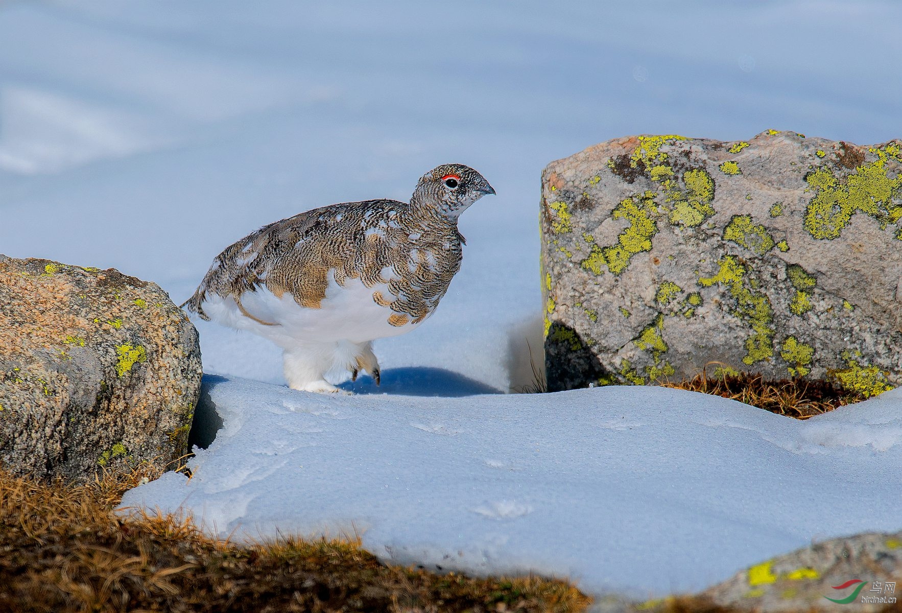 (岩雷鸟)雪地漫步 (祝贺荣获首页鸟类精华)