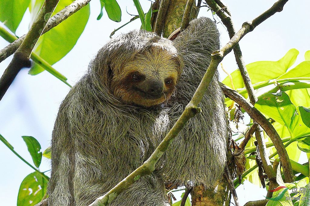 憨态可掬的树獭